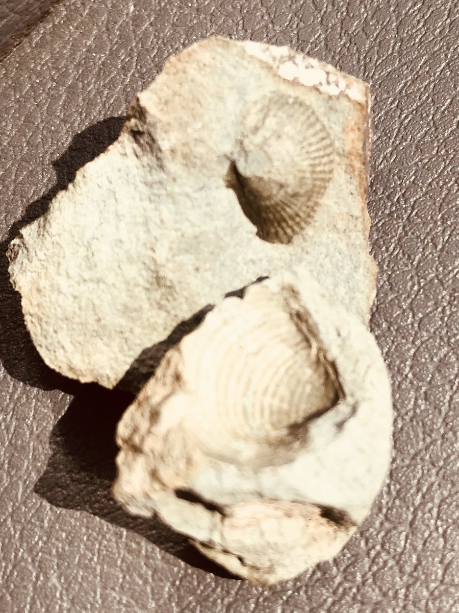 ga_richardson's tweet image. While checking out #FallRiverFire 50km north of #TaklaLanding, interesting to see fossils indicating our mountainous home was once under water!  #palaeontology #TaklaLake