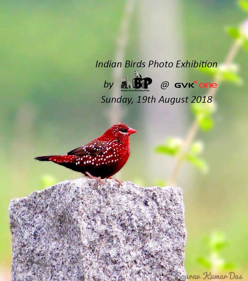 Savenallamala On Twitter Hbp Is Organizing Indian Birds Photo