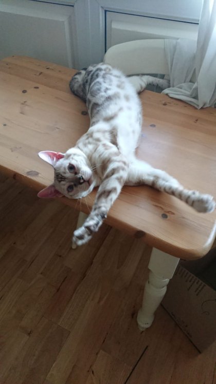 cuddlemykitty's tweet photo. Cuddle my kitty's newest member Constantini from London... "Cat lover &amp; owner. Happy to help out anyone local and will occasionally need a kitty sitter!" 😸 https://t.co/VNnqf9sOAQ