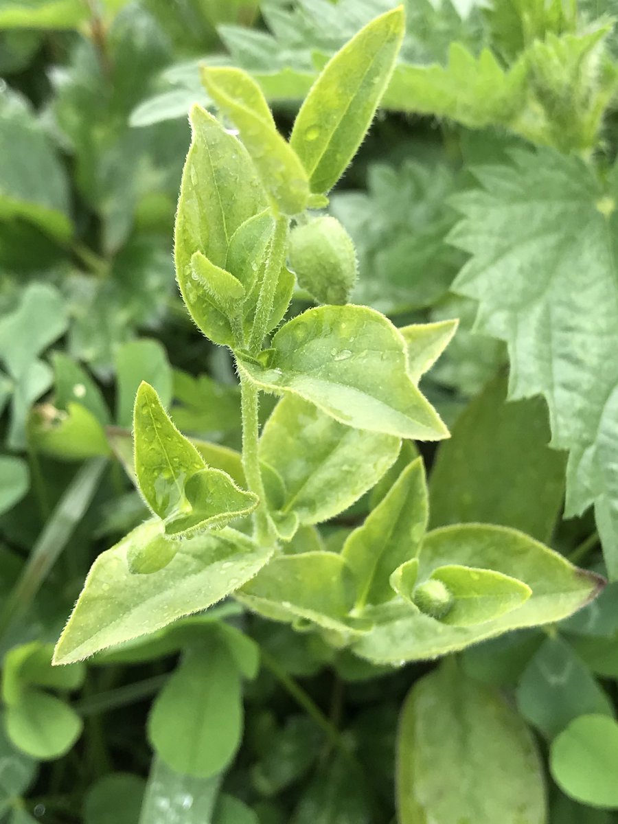 windyhollowscot's tweet photo. We are very much looking forward to seeing this special flower when it opens here on the farm soon ๐ฑ#berrycatchfly #wildflower ๐ฟhopefully it will settle here nicely on the farm we donโt spray ๐ฆ#rareflower #conservation #wildflowerhour @BSBIbotany @wildflower_hour @BrianLaney2 https://t.co/kEWMHAEehz