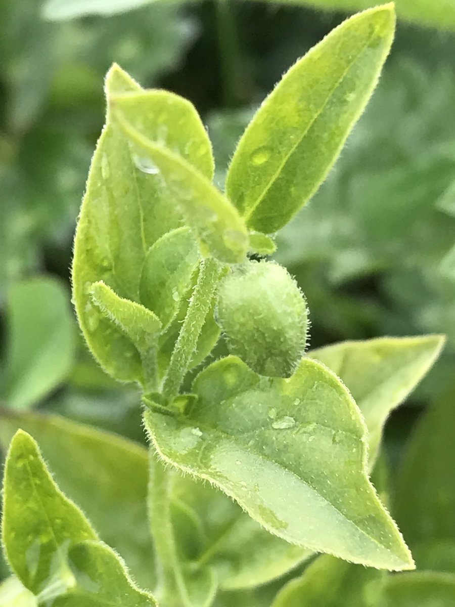 windyhollowscot's tweet photo. We are very much looking forward to seeing this special flower when it opens here on the farm soon ๐ฑ#berrycatchfly #wildflower ๐ฟhopefully it will settle here nicely on the farm we donโt spray ๐ฆ#rareflower #conservation #wildflowerhour @BSBIbotany @wildflower_hour @BrianLaney2 https://t.co/kEWMHAEehz