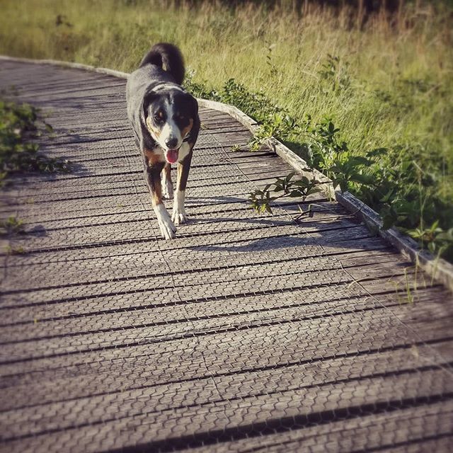 observationalar's tweet photo. #sundayfunday #sundaymorning #dogwalk #dog #instadog #cutedog #dogsofinstagram #dogstagram #dogoftheday #lovedogs #doglover #nature #beautiful #nature_shooters #nature_lovers #nature_good #dutchnature #netherlands #limburg #schutterspark https://t.co/aMMmBL9QDU