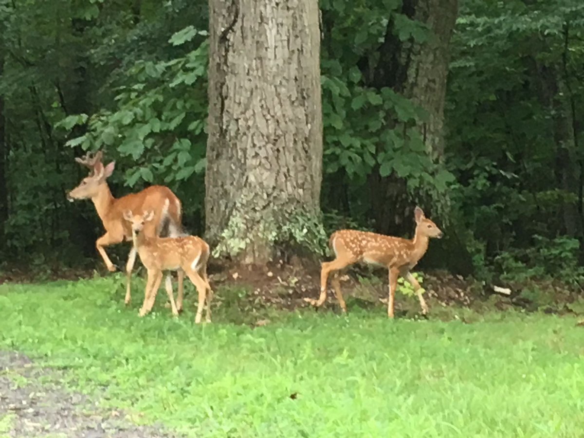 If they wander onto the road, there is a good chance a fast driver may hit and kill them. Pease drive slowly! 

Everyday hundreds of these beautiful creatures are hit by vehicles driving too fast.