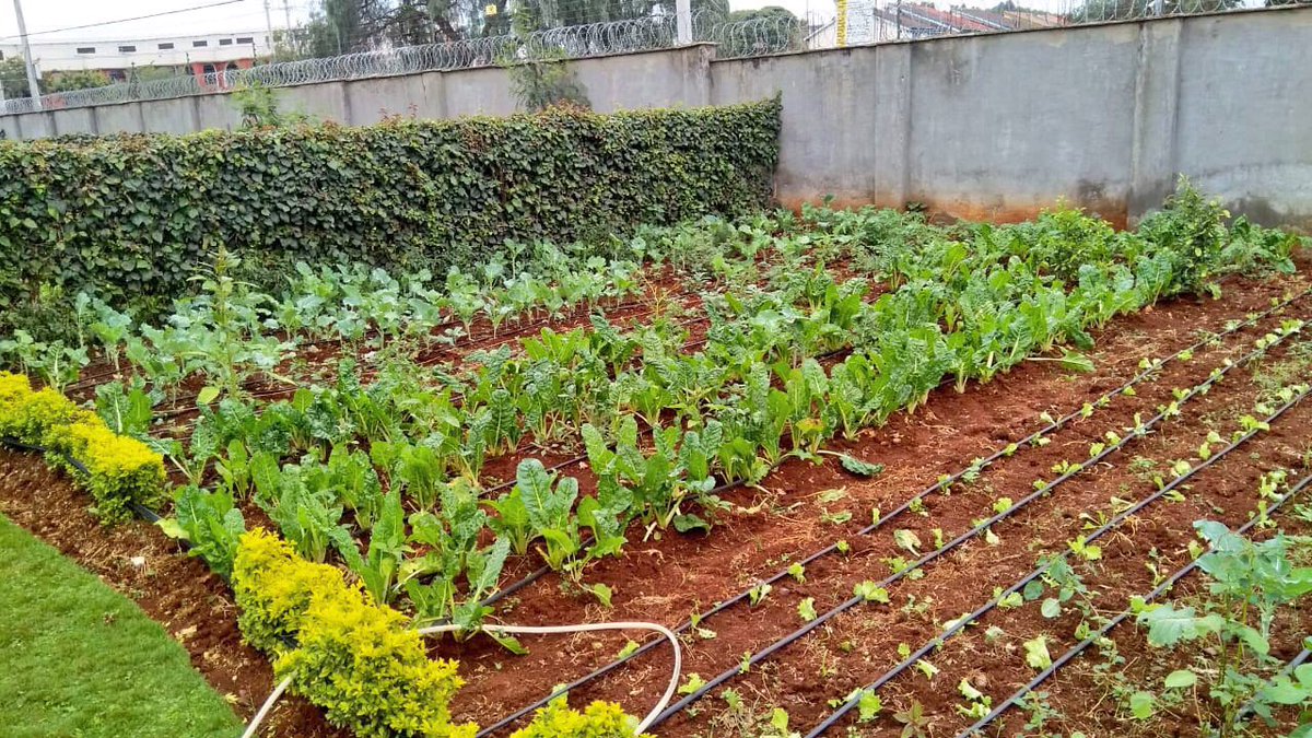 In the spirit of uplifting the youths, we will be giving out a free 1/8 acre drip irrigation kit! 

Follow us, retweet widely and you could be lucky! 

Remember to indicate your location! 
#SpaceikoSafeKisii 
#InternationalYouthDay