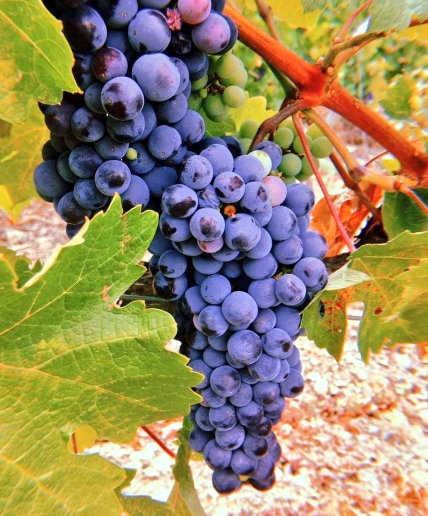 MarcoAbellaSL's tweet photo. La Carinyena de la finca El Perer ja té color.
The Carignan of El Perer plot us getting ready.
La Cariñena de la finca El Perer ya tiene color.
#carinyena #cariñena #grabes #lesraisins #raïm #uva #Porrera #doqpriorat #finewines #bonvi https://t.co/9OBkIh7zqy