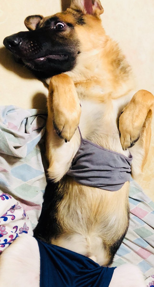 RedRum1325's tweet photo. #GermanShepherdDog            Desperate thots on Saturday night be like.... https://t.co/FLieyASF9r
