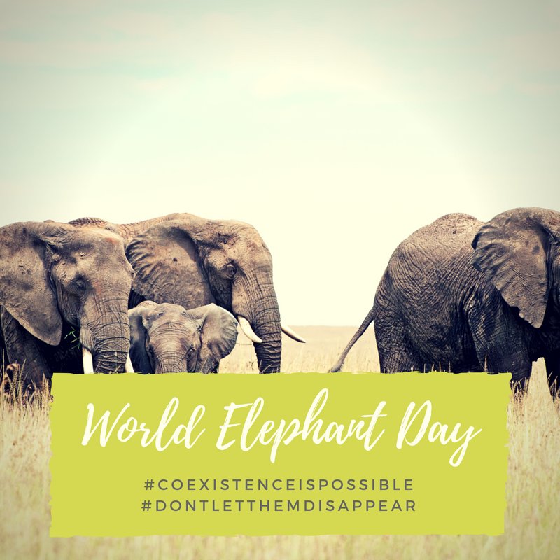 africanhorizons's tweet photo. Today we celebrate these gentle giants #WorldElephantDay #CoexistenceIsPossible #dontletthemdissapear https://t.co/96GobBdkx5