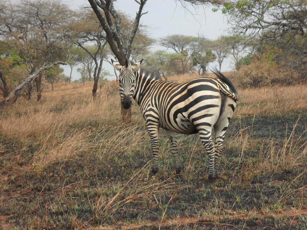 Rutishisha1's tweet photo. Welcome to the Country of 1000 hills, The country which has more places to Visit. Here is @AkageraPark in the @Rwandaeast of #Rwanda and U'll have a chance to see Zebra,Giraffe,Elephant, Lions, Buffalo and many more...

@visitrwanda_now
#kickoff250
#Temberurwanda
#VisitRwanda https://t.co/1svdAFOpps