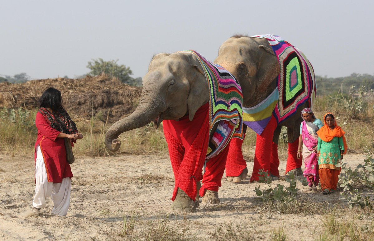 womensart1's tweet photo. Local women crochet sweaters to shield rescued elephants from cold, Elephant Conservation Care Center, India, 2017  #womensart 

#WorldElephantDay https://t.co/nt3pIgP4Dy