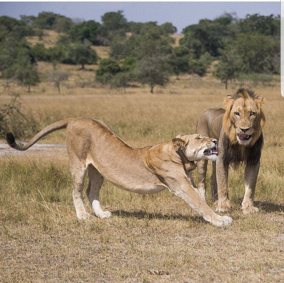 Welcome to the Country of 1000 hills, The country which has more places to Visit. Here is <a href="/AkageraPark/">Akagera National Park</a> in the @Rwandaeast of #Rwanda and U'll have a chance to see Zebra,Giraffe,Elephant, Lions, Buffalo and many more...

<a href="/visitrwanda_now/">Visit Rwanda</a>
#kickoff250
#Temberurwanda
#VisitRwanda
