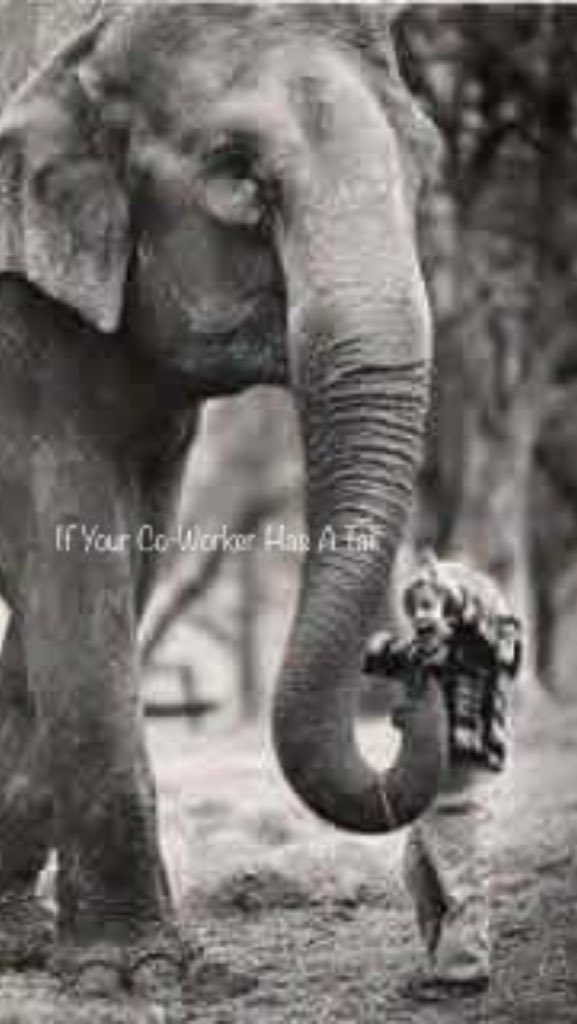 iycwhat's tweet photo. #Worldelephantday 
#GoGrey 1day the🌎will Miss U.1day ppl will only see U in📚1day u will just be in my pictures,1day every1 will understand,we were screaming so loud we lost our voice but no1 was listening.1day they will realize how critical the situation really was🌎🐘❤️🎪 https://t.co/tSnBdIqyf2