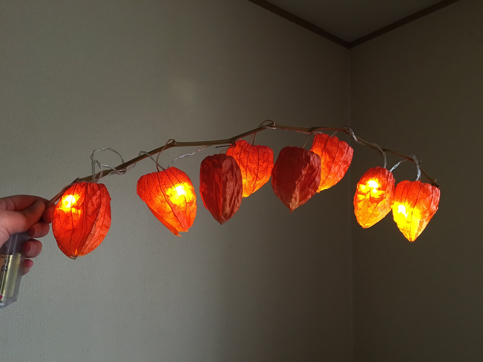 逢樹ひろ お盆の準備してたんだけど去年から放置してた鬼灯で鬼灯提灯 百均のledライト仕込んで 実際はもっと良い感じの色合いなんだけど写真で出せないわー あと初お盆準備できょどる猫 私のお腹は相変わらずギュルギュルしてて痛い T Co