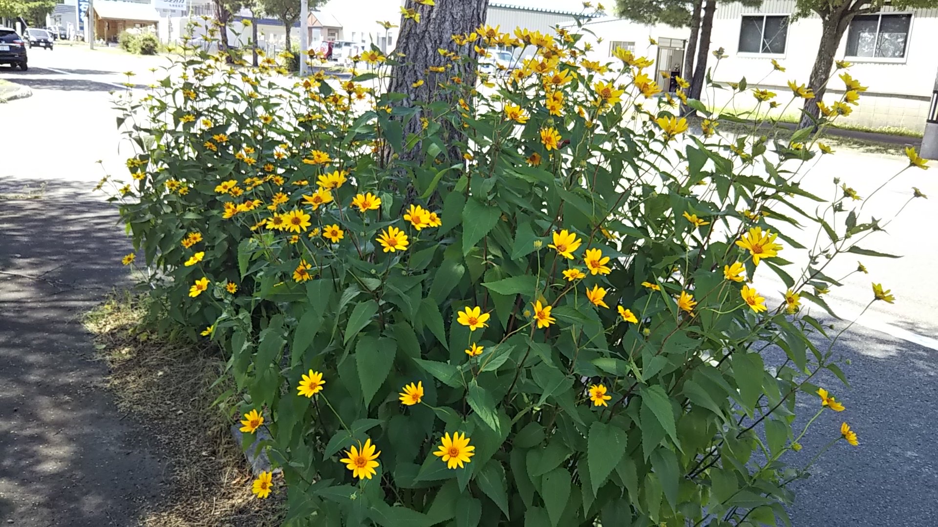 花咲ｇ 北の花便り 札幌 で撮った花たちをひたすら挙げてみます 花壇のもの 自生問わず ルドベキア ヒペリカム 実 ミヤコグサ ヘビイチゴ 実 T Co Ok8yjmnxzw Twitter