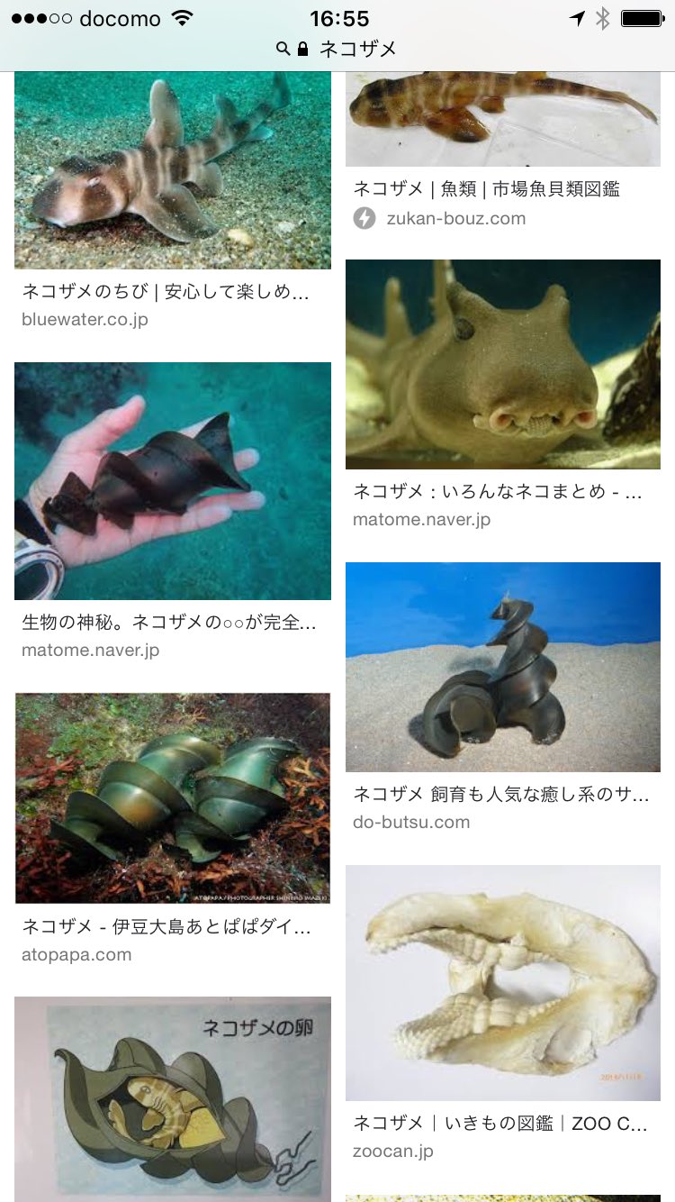 Mikimiki ウク友さん Toranoko Koji のツイートが気になり ネコザメを検索したら 驚愕の を見た こ これ ドリルじゃないよ たまごだよ 衝撃すぎたw 0 W