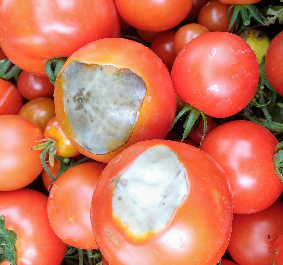 Blossom end rot on outdoor 'Crimson Crush' toms - symptom of calcium deficiency induced by water deficit.  #musttryharder #allotment #calciumdeficiency #irrigation #blightresistant