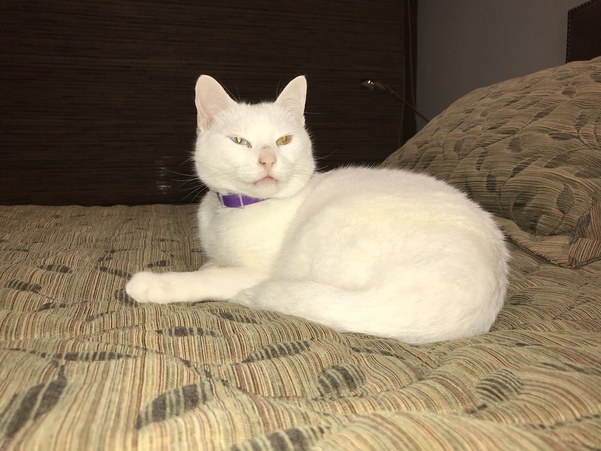 Khao Manee Cat Blue Eyes – Cute of Animals