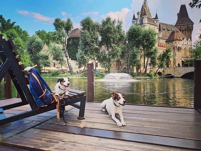 PalsHostel's tweet photo. Chillin’ time 🏰🐶 #doggos #hosteldog #chill #vajdahunyadcastle #varosliget #central #park #walk #supa #jackrussell #palshostel #palshostelandapartments #hostellife #budapest #hungary #sunday #takeawalk #lake #travelling #travelmore #travelwonders #travelhungary 📸: @orsolya.ko… https://t.co/ME0t0f70c0