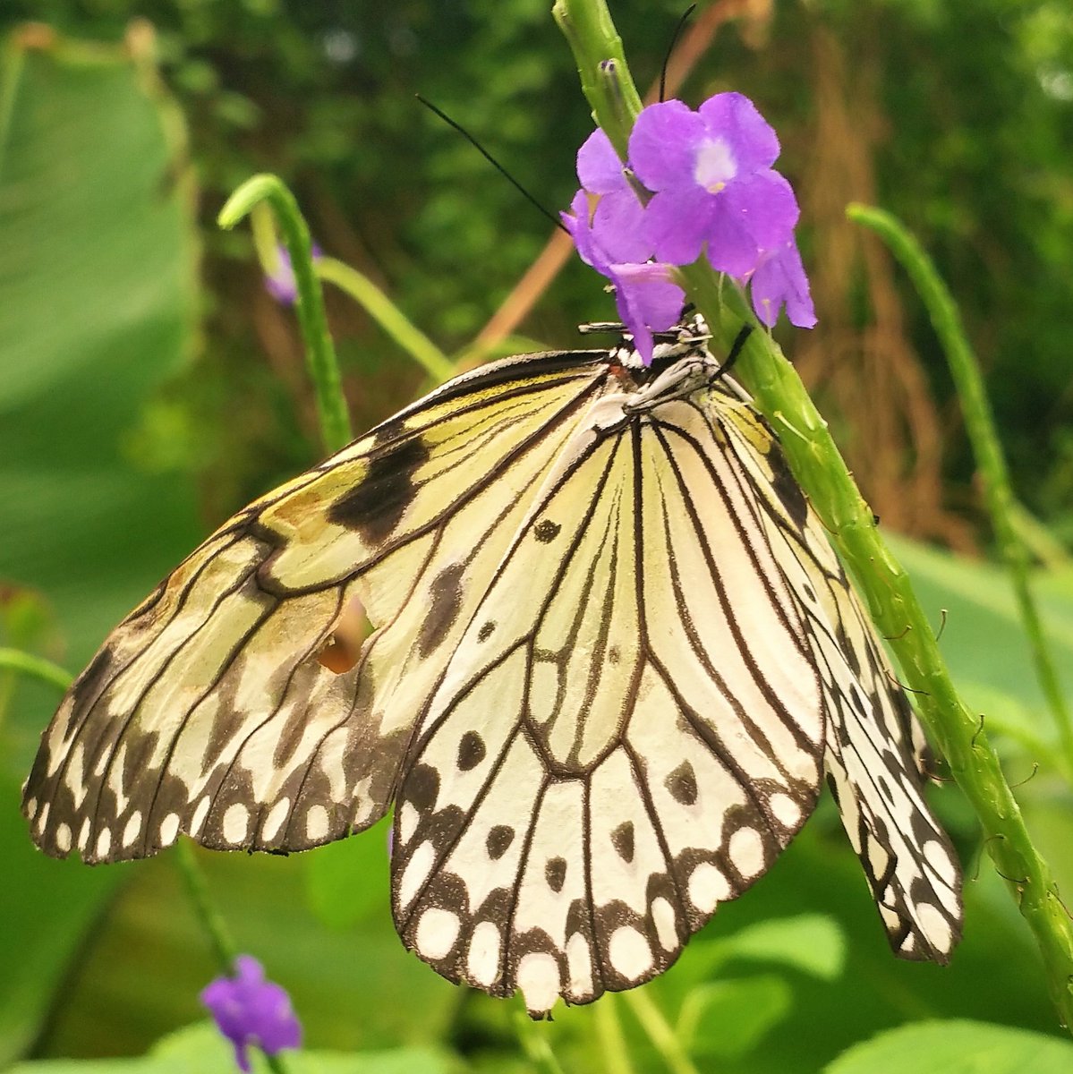 Astad_EU's tweet photo. The beauty of nature. Have a very nice photo sunday! #photosunday #sunday #smetterling #butterfly #macrofotografia #macrophoto #macro #Nederland #picture #beauty #collors #vlinders #SunDay https://t.co/PBKDXxlToC
