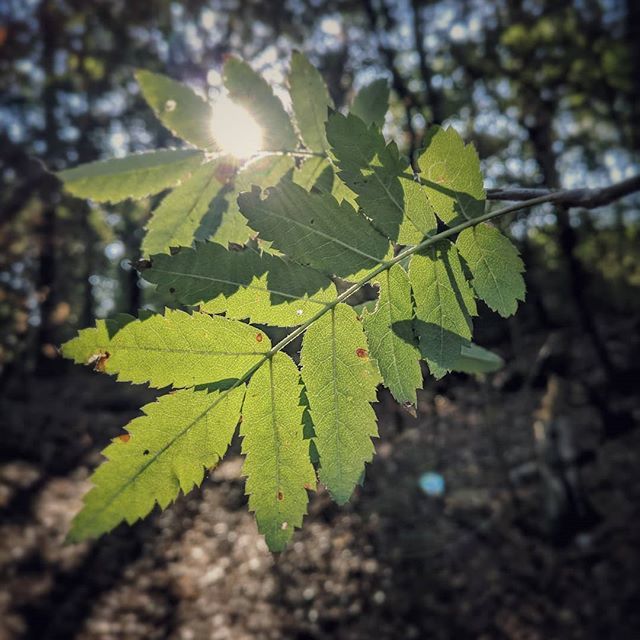 observationalar's tweet photo. Don't 'leaf' me this way 😉 - #nature #beautiful #nature_shooters #nature_lovers #nature_good #dutchnature #netherlands #limburg #followme #love #TFLers #tweegram #photooftheday #amazing #smile #tree #leaf #leafs #sundayfunday #sundaymorning #sunny #sunnydays☀️ https://t.co/aIhjJwdD8H