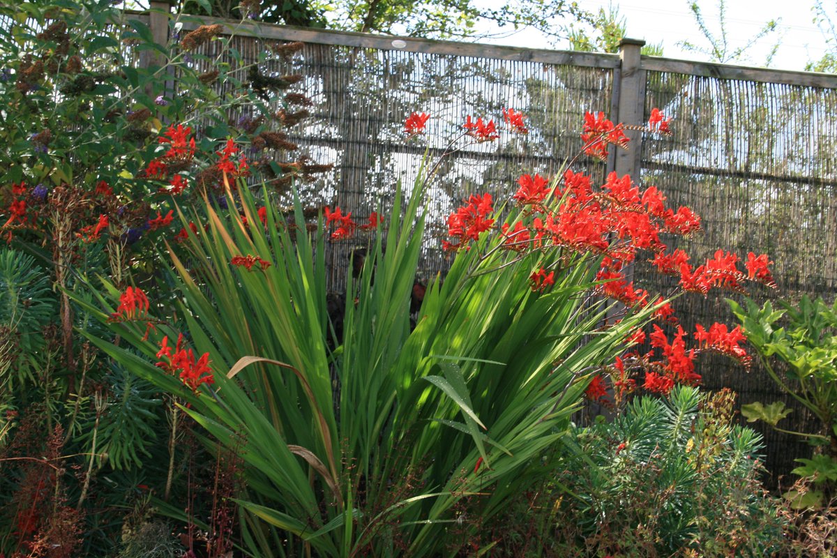 TythorneGD's tweet image. Looking for a wonderfully vibrant plant to brighten up your garden this August? Take a look at our garden designer's plant of the month...
tythorne.com/blog/our-garde…