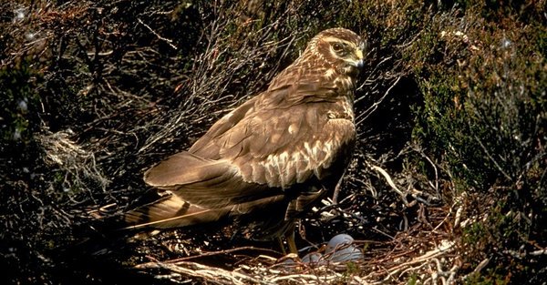 I am against the illegal persecution of uplands wildlife. The dark side of the Inglorious 12th must be stopped.  thndr.me/HcJNW9