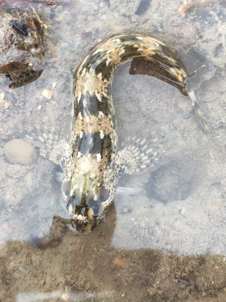 UKBeachcomber's tweet photo. One of the prettiest common blennies I’ve seen. #LymeRegis @rockpoolproject @Jazeyfantazy @SteveTrewhella1 #TheEssentialGuidetoRockpooling https://t.co/VFH9AwVK8Z