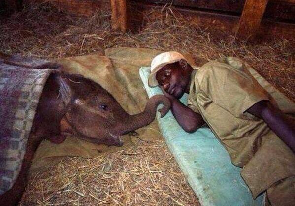 eevriviades's tweet photo. If this does not move you, nothing does ... 
#WorldElephantDay #EndWildLifeCrime #Elephant #DontLetThemDisappear https://t.co/gKbYcuLW85