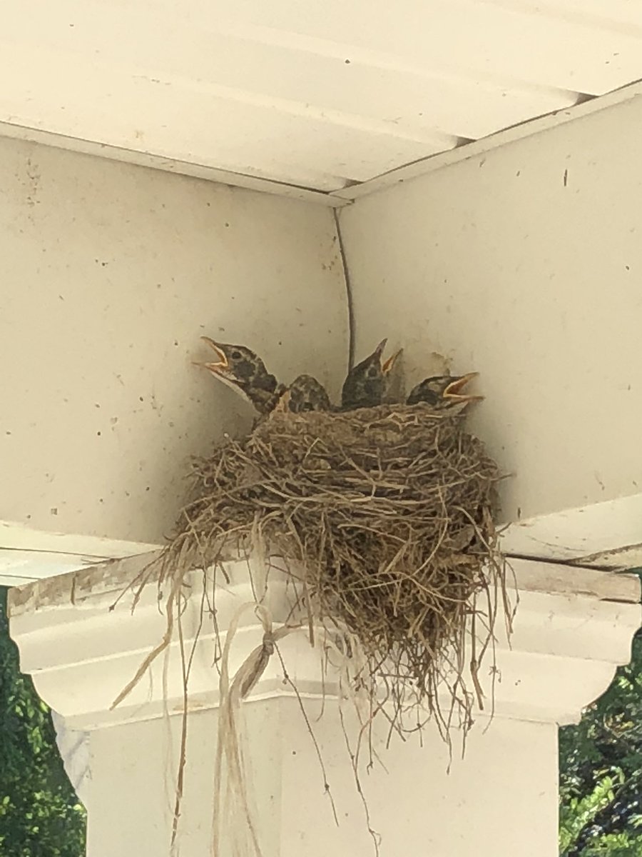 SFetherston's tweet image. Nature sometimes is unavoidable 😞