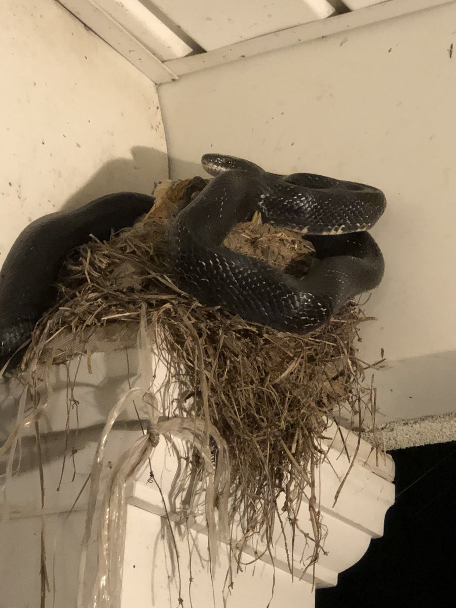 SFetherston's tweet image. Nature sometimes is unavoidable 😞