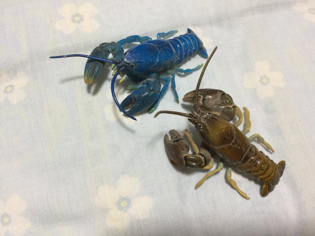 青いニホンザリガニ 夜にヒグマに気をつけながら沢に入り込んで行った甲斐があった ツイナビ 青いニホンザリガニ 夜にヒグマに気をつけながら沢に入り込んで行った甲斐があった ツイナビ