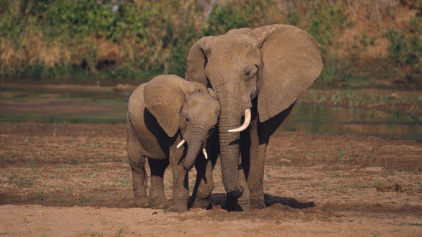 FFL_of_America's tweet image. Happy #WorldElephantDay! 🐘