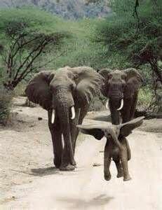 FFL_of_America's tweet image. Happy #WorldElephantDay! 🐘