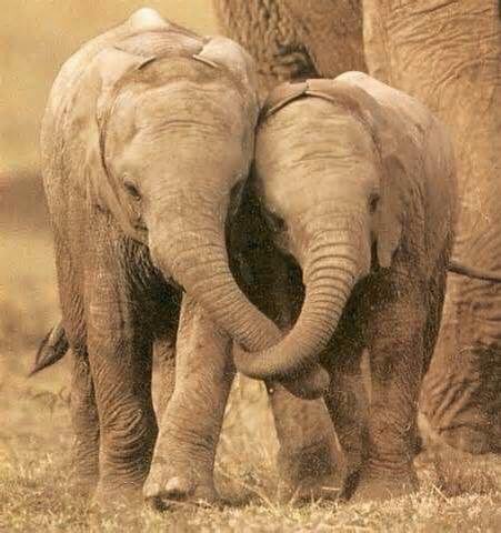 FFL_of_America's tweet image. Happy #WorldElephantDay! 🐘
