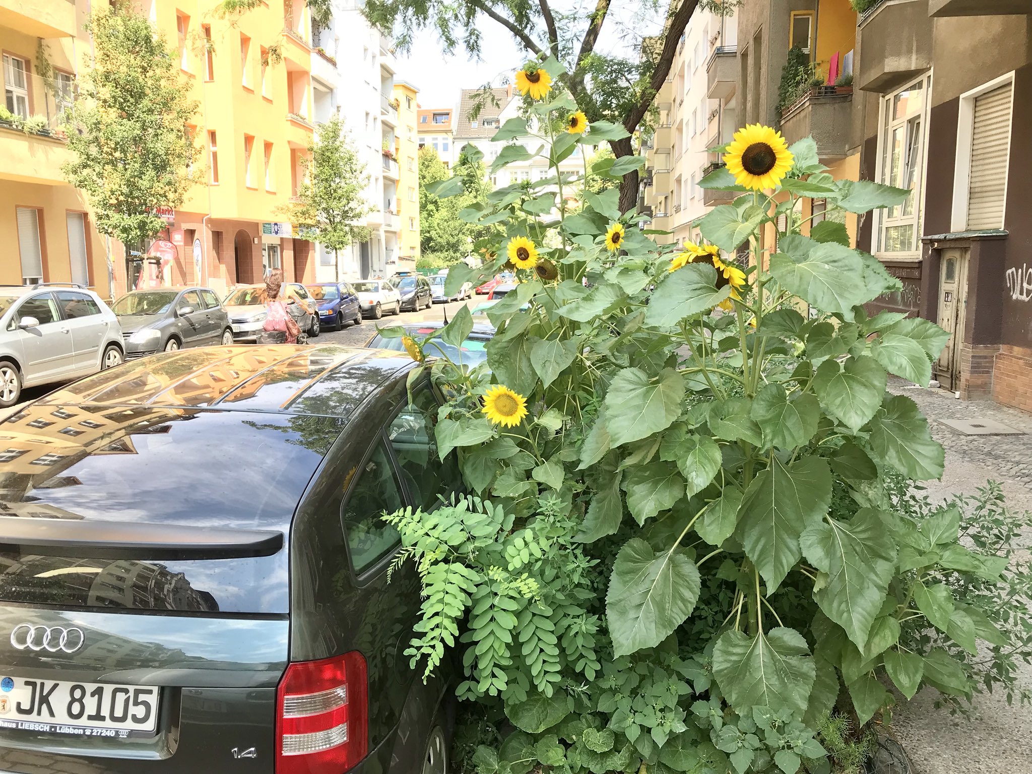 Bojan Pancevski On Twitter My Hood A Random Outburst Of Giant