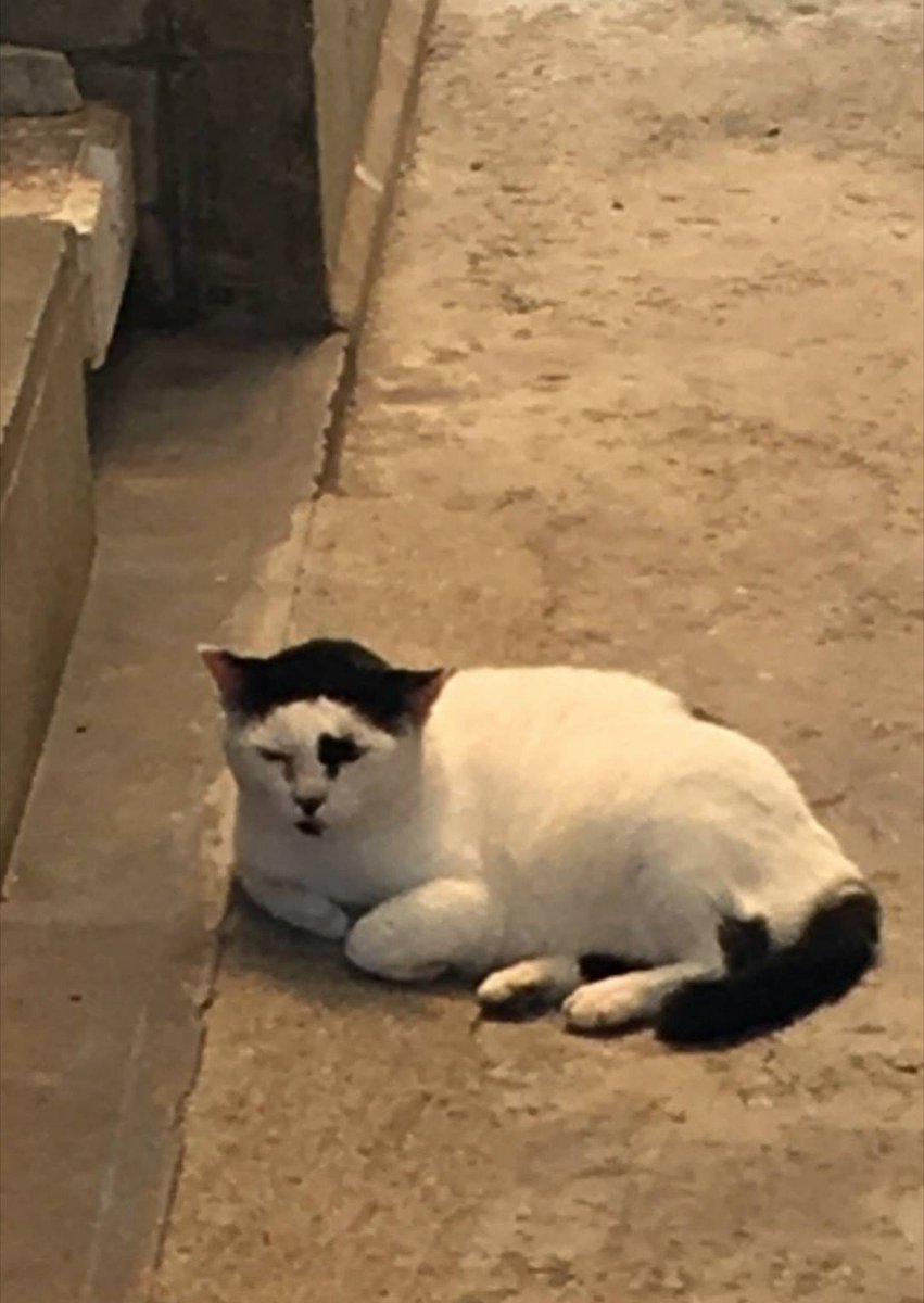 似すぎ ゴー ジャスみたいな猫が発見される Togetter 似すぎ ゴー ジャスみたいな猫が発見される Togetter
