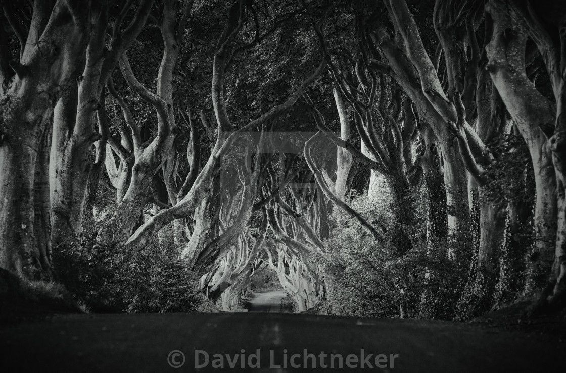 Picfair's tweet image. The iconic #DarkHedges lane of trees in County Antrim, Northern Ireland, captured beautifully in black and white by Picfair photographer, David Lichtneker.

picfair.com/pics/07055009-…