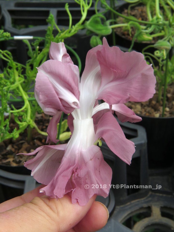 Yt On Twitter 茶覆輪の総管弁 これは ボリュームなさ過ぎてダメ 変化朝顔 朝顔 あさがお アサガオ Morningglories Ipomoea Nil Https T Co Mo77viigez Twitter