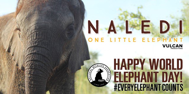 NWF's tweet photo. This #WorldElephantDay, join us in celebrating #EveryElephant Counts contest winner Ben Radke! Ben recently returned from an all-expense-paid trip to Botswana to meet Naledi, the famous orphaned elephant. Learn about this young conservationist's journey: https://t.co/KSeO9gBABi https://t.co/dBms4vmyUS