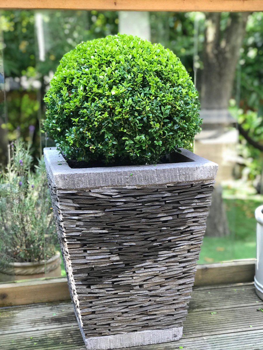HadiahUK's tweet photo. Good morning !
We're making space & reduced our 50cms Planters !
ยฃ250 for a pair !
Delivery from #Manchester #UK
https://t.co/vF3WgarZh0
#gardens #planters #plants #flowers #stoneplanters #SundayMotivation #Sunday #Weekend #savemoney #SmallBusinesses #outdoor #pots #Balinese https://t.co/ctXV5nagrg