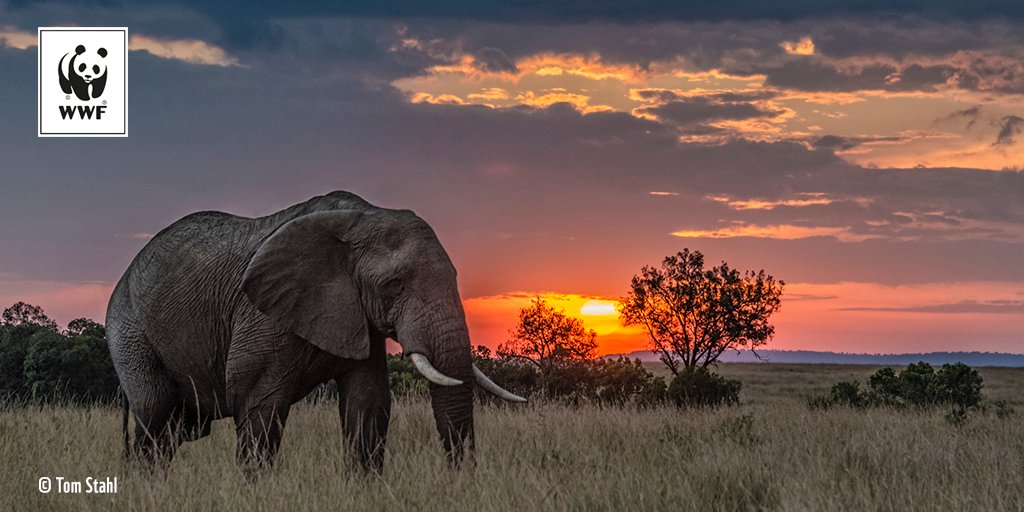 WWFFrance's tweet photo. 🐘 #WorldElephantDay : pour mieux les protéger, le WWF soutien des opérations de pose de colliers émetteurs, comme dans la réserve de #Selous en #Tanzanie → https://t.co/ZXIhoTqzNd https://t.co/Ao8VzasYIy