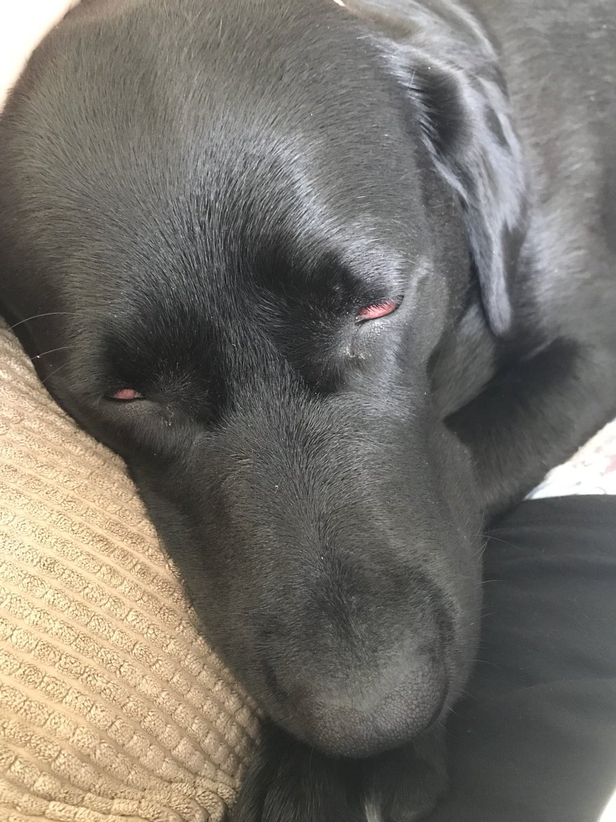 NancyandL's tweet photo. #labrasnore https://t.co/c3qj70bzyL