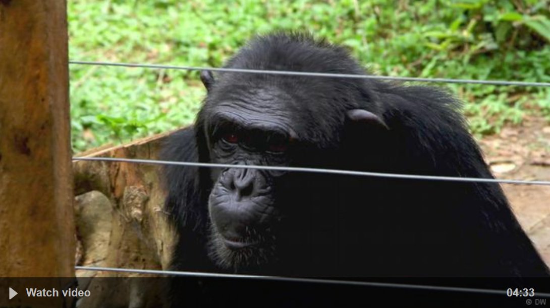 dtdchange's tweet photo. Eco-at-Africa NightOwl Watch
Saving Cameroon's endangered apes
https://t.co/aVVpwccqfo
Ape Action Africa is one of the largest conservation projects of its kind in Africa, rescuing injured apes and eventually reintroducing them into safe environments
#chimp #mefou #wildlife https://t.co/2Zbrcwhbxf