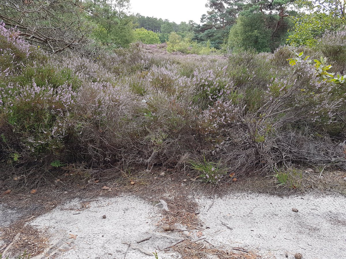 Mooi om te zien dat er ondanks de droogte toch nog veel heide in bloei staat. Was heerlijk ritje van morgen door de duinen. De regen heeft goed gedaan!