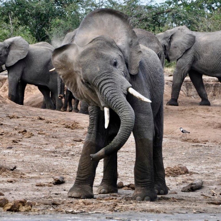 traceymcrae83's tweet photo. 🐘 World Elephant Day 🐘 
Bringing the world together to help protect these #gentlegiants &amp; raise awareness about the critical threats they face. #Throwback 2016 Queen Elizabeth NP @Uganda #beintrepid 
#savetheelephants #worldelephantday #dontletthemdisappear #conservation https://t.co/18GYR8y2Gc