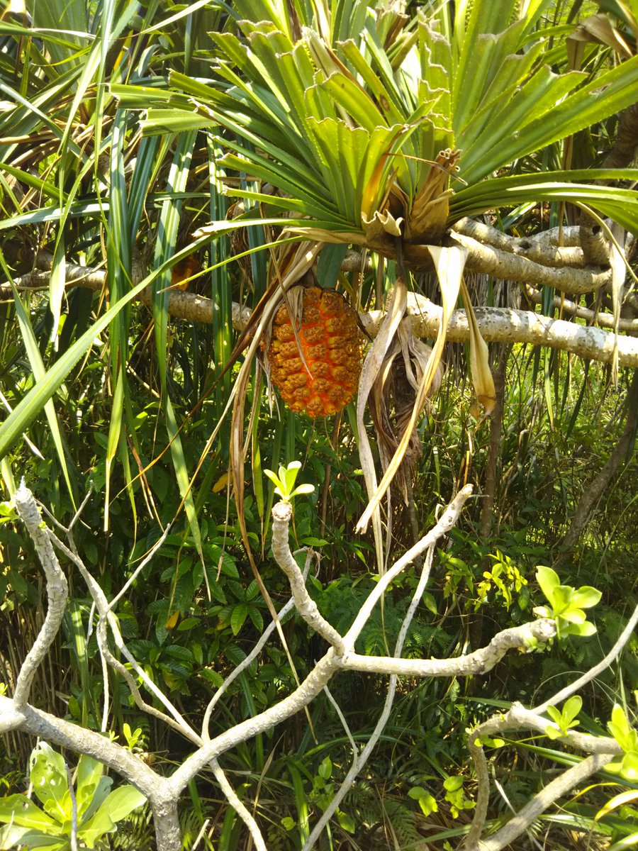 こしあん 沖縄にあったこの木の実 Onepieceの悪魔の実にちょっと見える笑 メラメラの実