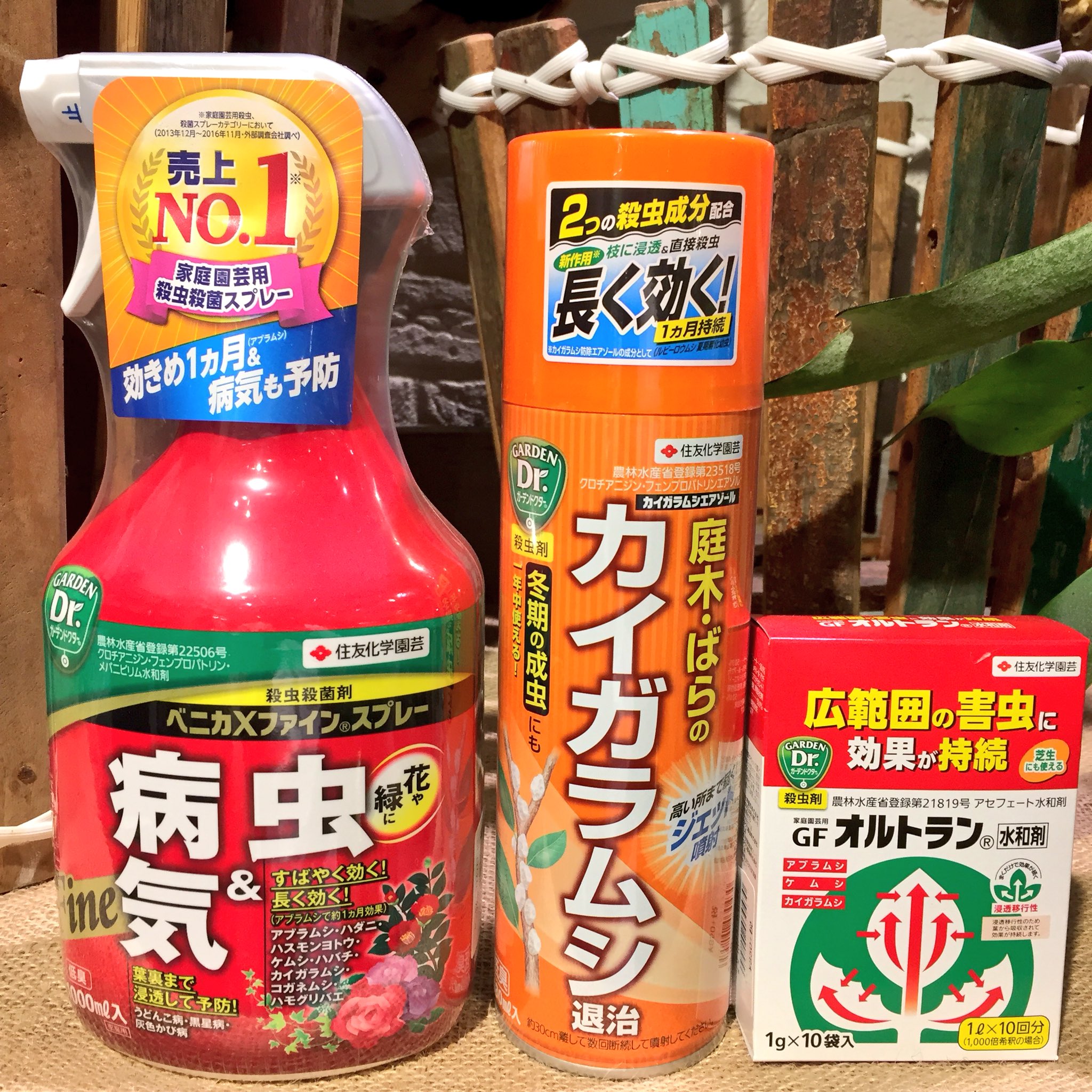 In Natural インナチュラル すす病自体は拭き取れば取れるくらいなもんですが カイガラムシは駆除 が難しく 写真のように成虫がびっしりついた状態では薬剤も効きにくいので 歯ブラシなどで物理的に落としてから薬剤を散布するなどしています