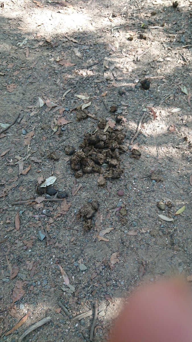 KGDrums's tweet photo. Went for an epic stroll this morning through some thick scrubbage. Definitely wasn't shit at all. #queensland #hiking https://t.co/tTXOYWXv50