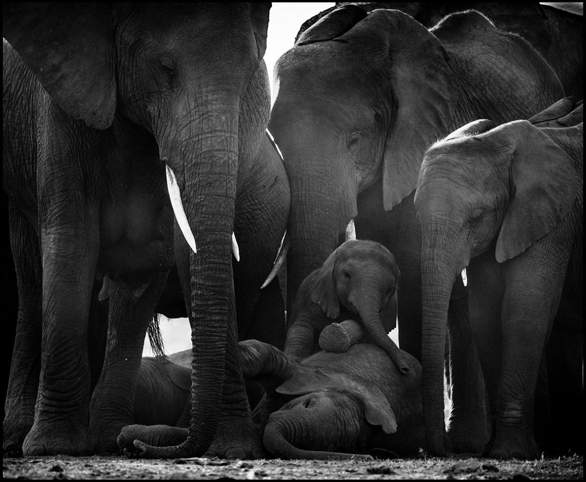 Amazing creatures!
 #WorldElephantDay