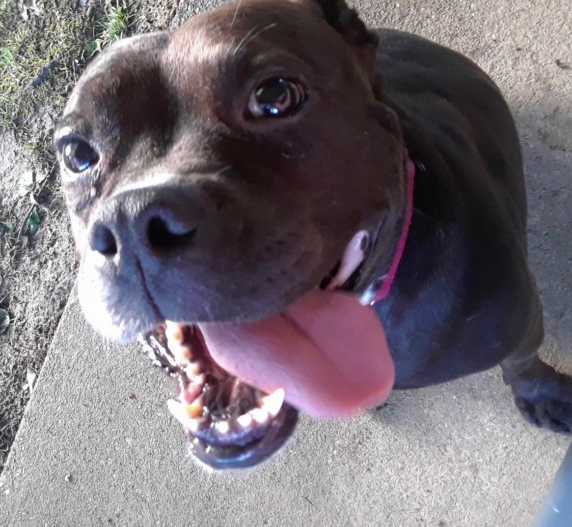 lilospromise's tweet photo. It's #SundayFunday &amp; our little low rider Becky is all about fun times! If you are looking for a mellow low rider who will love you with everything she's got, Becky is your girl. ❤️🐾😍 #BeautifulBecky #OMGBecky #AdoptDontShop #RescueLove #RescueDogs #LilosPromiseAnimalRescue https://t.co/VXwjilLUO9