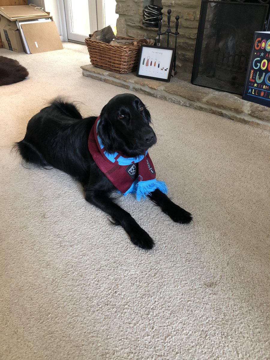 CookChestnuts's tweet image. Ready for KO? @Noble16Mark